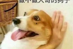 狗子今日爆料图片表情包,表情包背后的秘密大揭秘！